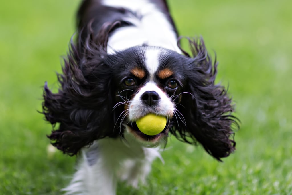 portrait of a dog