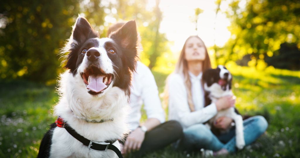 Romantic happy couple in love enjoying their time with pets in nature