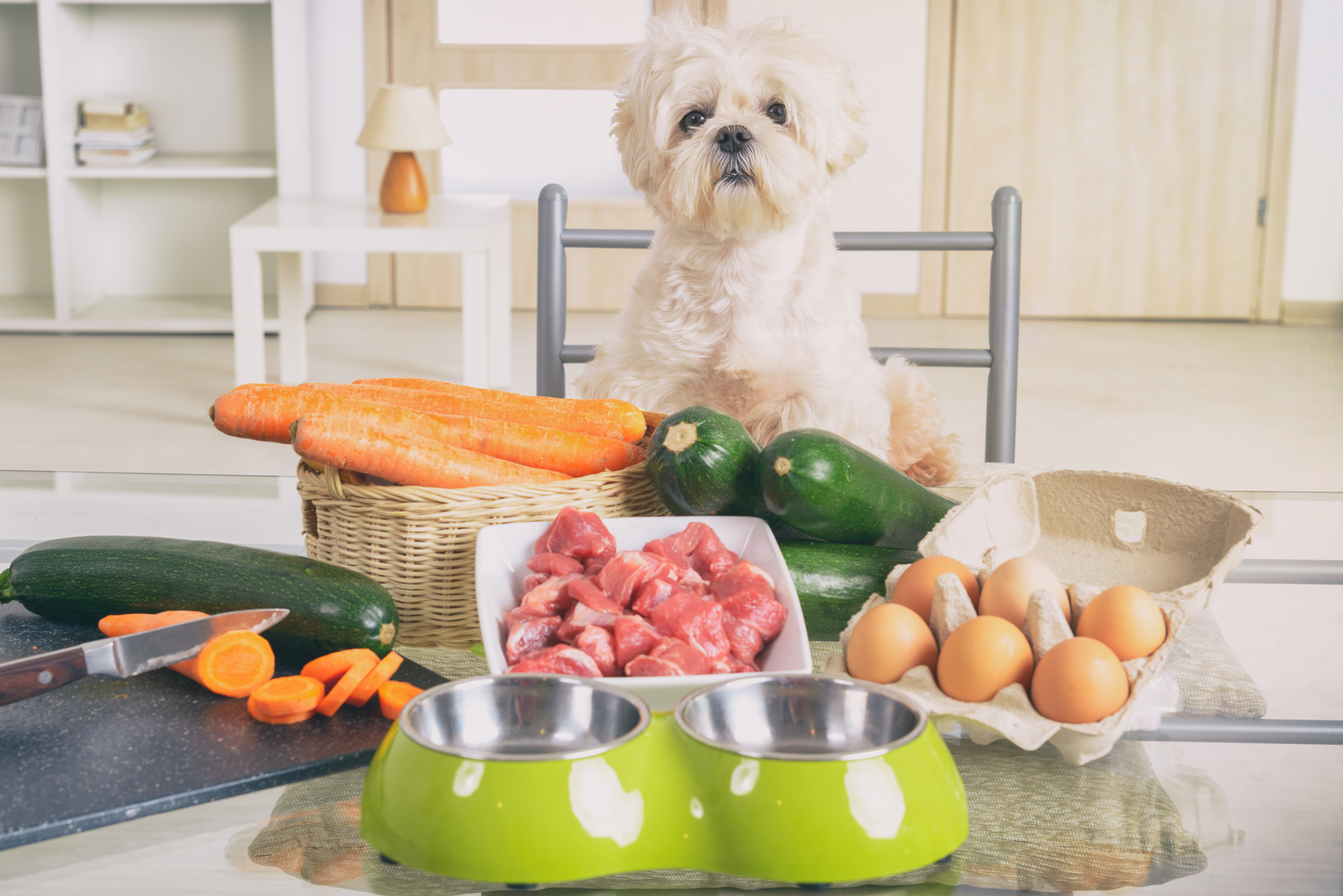 Food Allergies, Sensitivities and Intolerances in Dogs