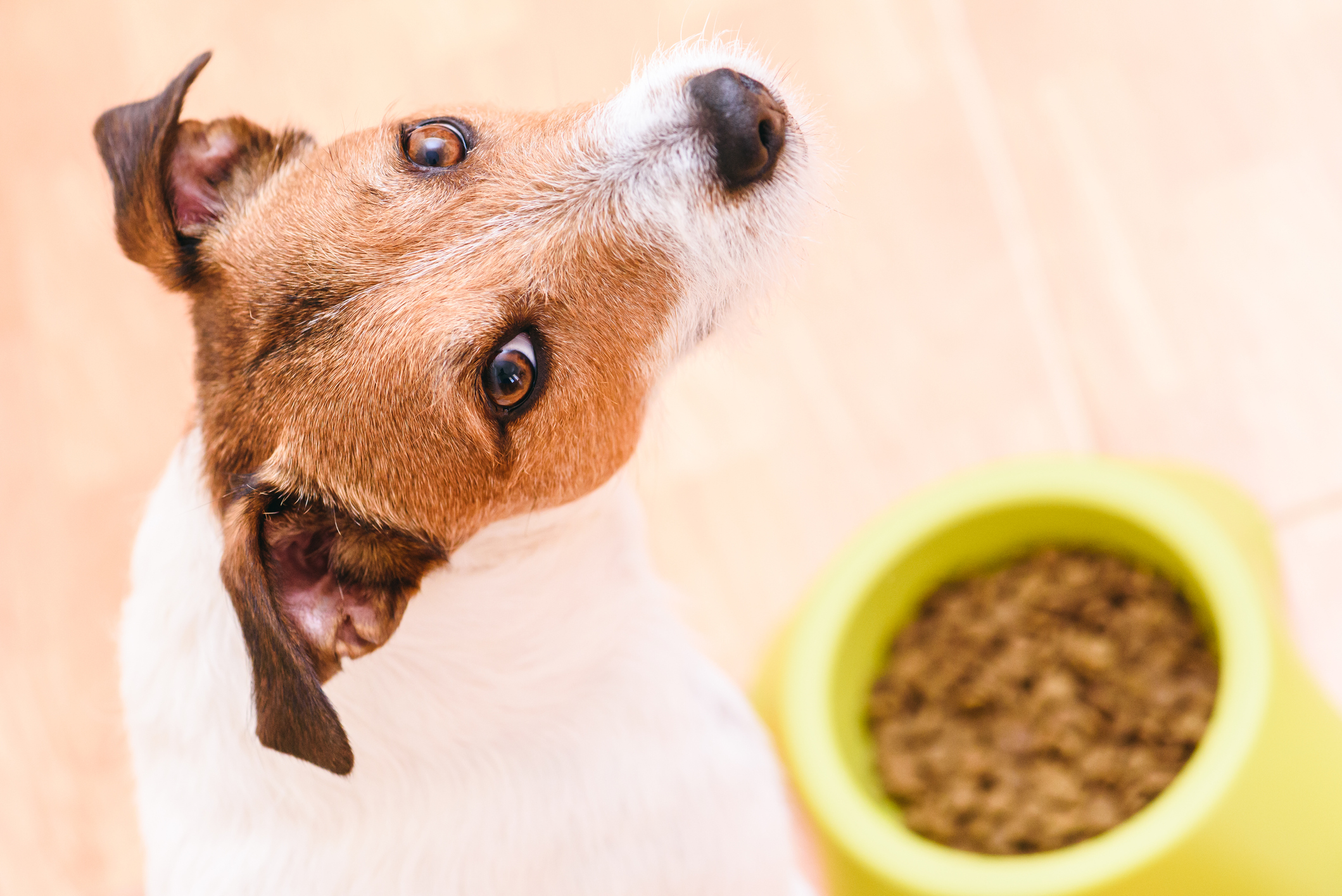 Food Intolerances in Humans and Dogs