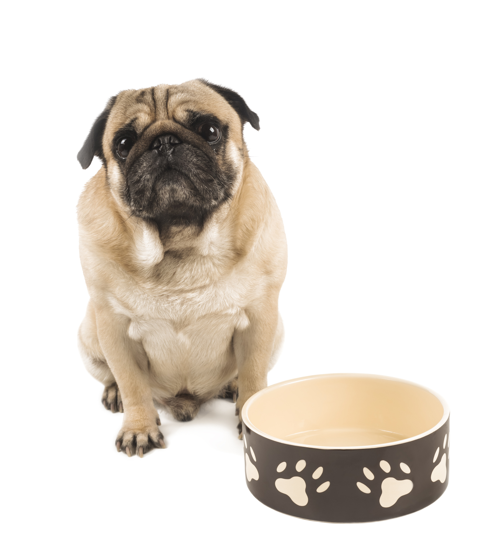 Food Sensitivities in Dogs