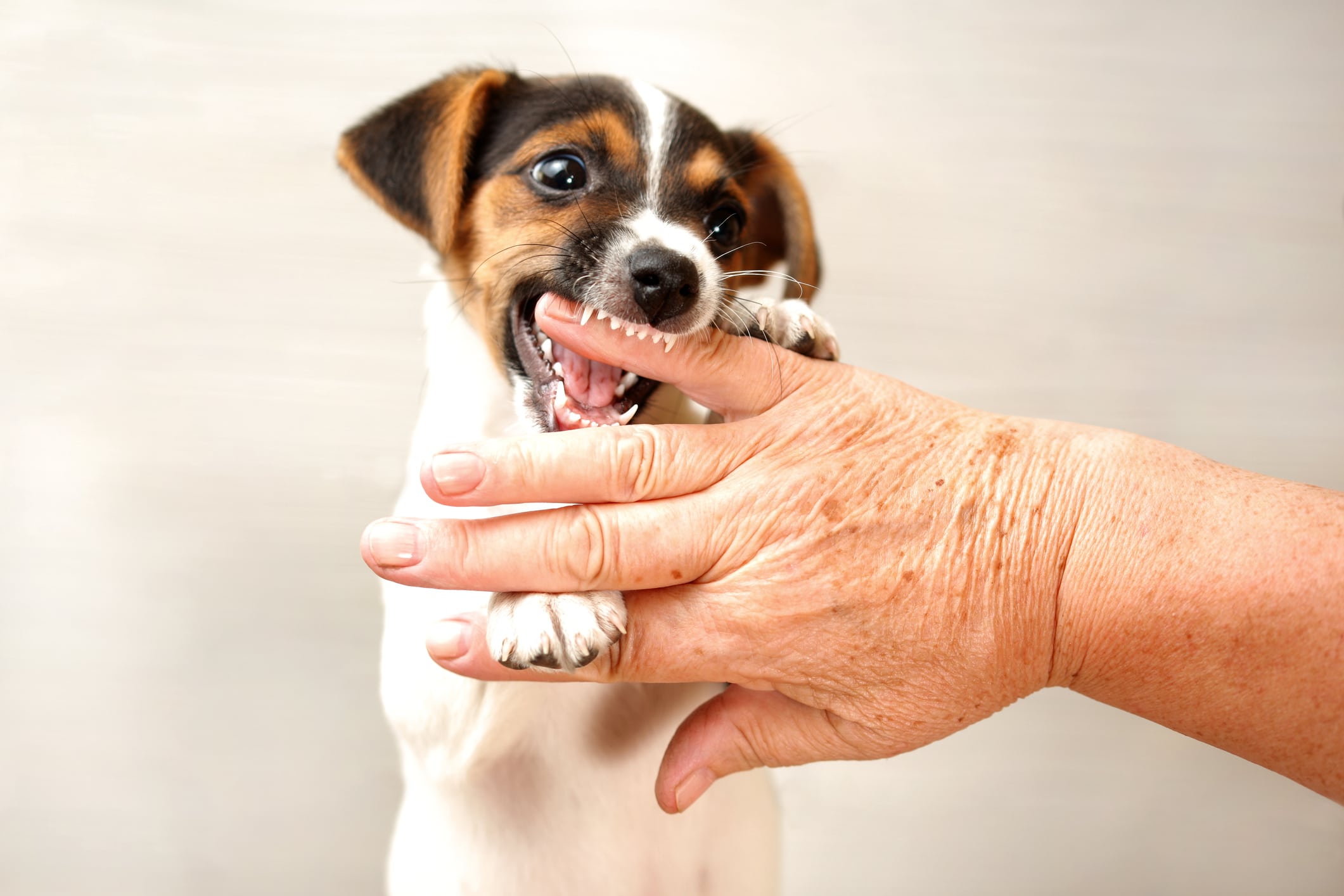 Little Nippers; Understanding Why Your Puppy Bites.