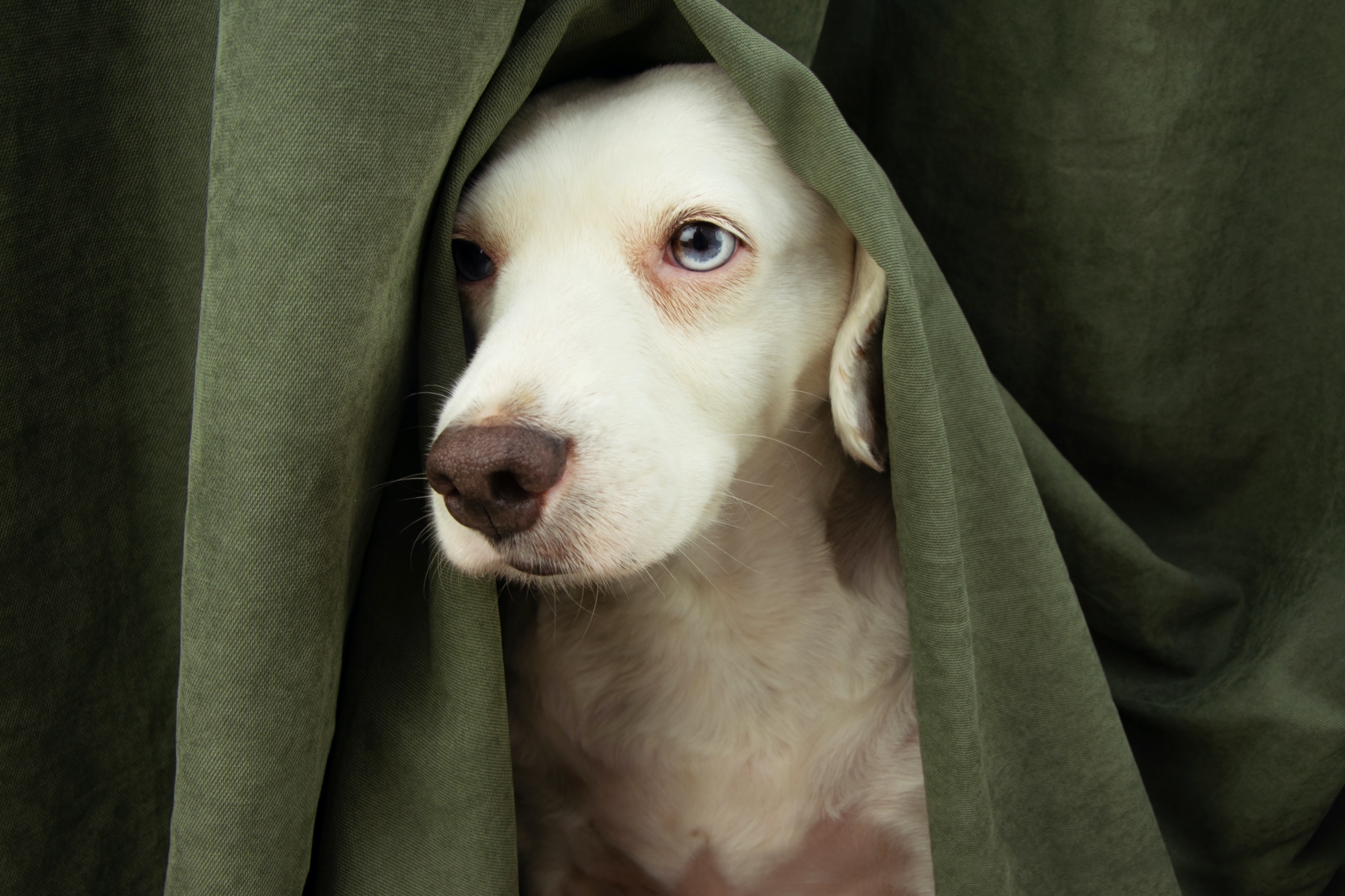 Do Dogs Suffer With Mental Illness?
